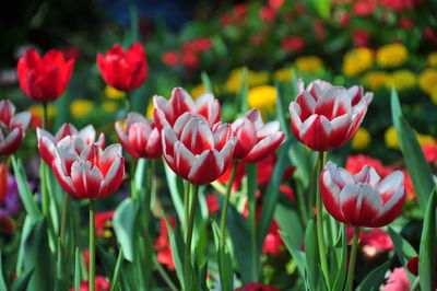 Close-up of red tulips in field