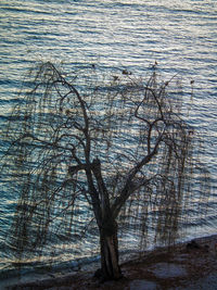 Close-up of tree against sky