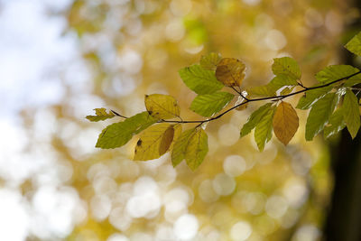 Close-up of leaves on tree