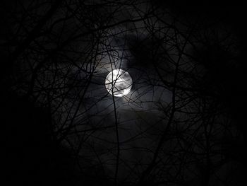 Low angle view of bare trees against sky at night