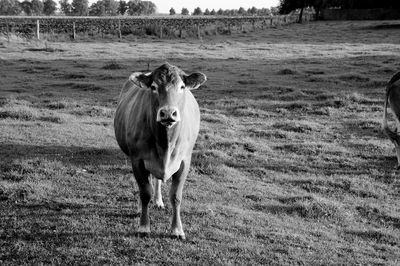 Sheep grazing on grassy field