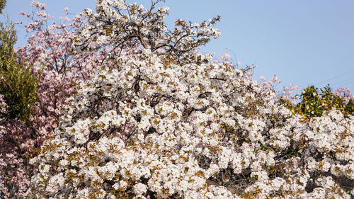 Low angle view of cherry blossom against clear sky