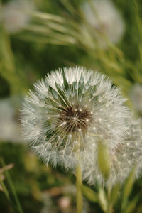 Close-up of dandelion flower