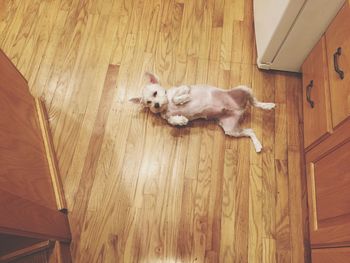 Cat resting on wooden floor