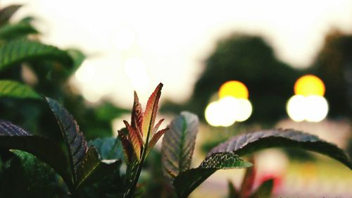 Close-up of plants against blurred background