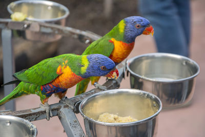 Close-up of parrot perching on bird feeder