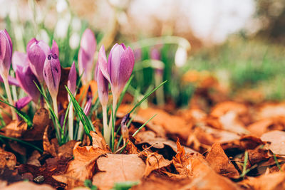 Close-up of purple crocus flowers