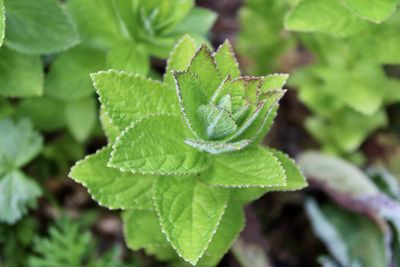 Close-up of fresh green leaves