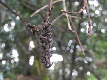 Low angle view of branch hanging on tree