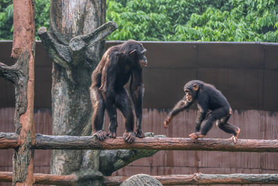 Monkeys in zoo