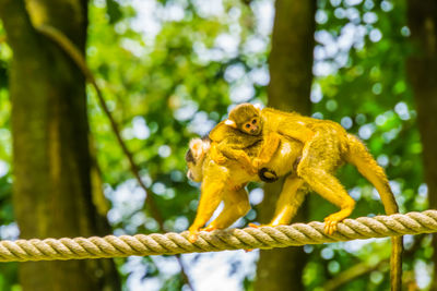 Close-up of monkey on tree