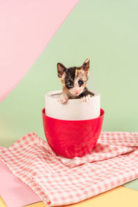 Close-up of cat sitting on table