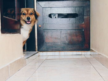 Portrait of dog standing against door