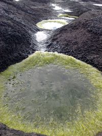 High angle view of turtle in water