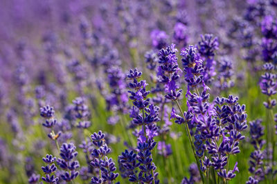 Close-up of purple lavender flowers on field