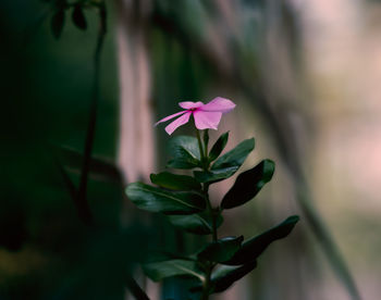 Close-up of pink flowering plant