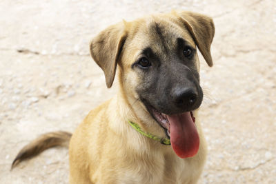 Close-up portrait of a dog