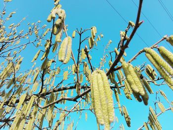 Low angle view of flowering plants against clear blue sky