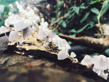 Close-up of mushrooms on tree