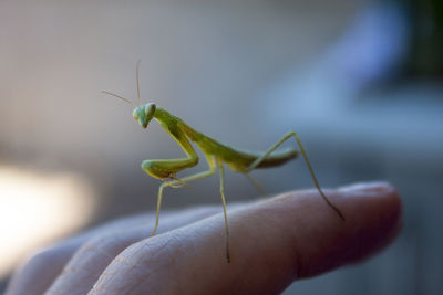 Close-up of insect on hand