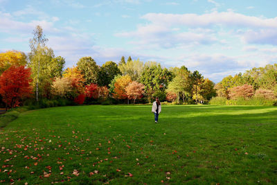 View of trees in park during autumn