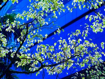 Low angle view of tree against blue sky