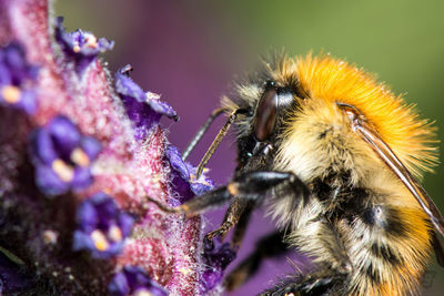 Close-up of bee on purple flower