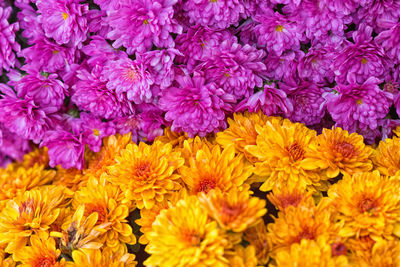 High angle view of purple flowering plants