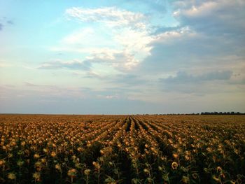 Scenic view of field against cloudy sky