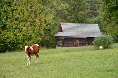 Cow standing in a farm