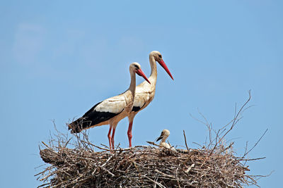 White storks with young baby stork on the nest - ciconia ciconia