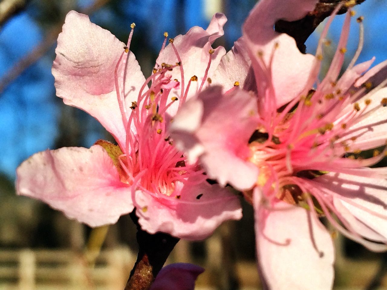 flower, pink color, close-up, focus on foreground, person, petal, fragility, freshness, part of, nature, growth, outdoors, beauty in nature, holding, day, flower head, cropped