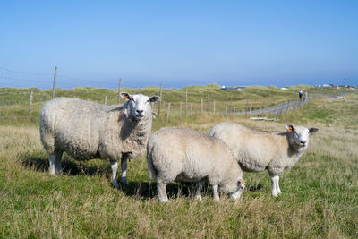Three sheep graze in the dunes by the sea and two of them turn attentively towards the viewer.