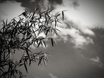 Low angle view of flower tree against sky