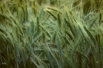 Full frame shot of wheat growing on field