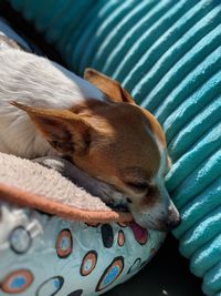 High angle view of dog sleeping