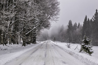 Trees on snow covered landscape