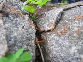 Close-up of ant on leaf