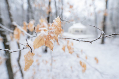 Close-up of frozen branch during winter