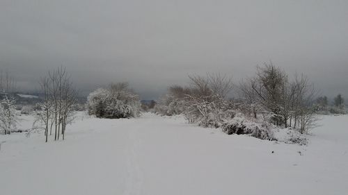 Trees on snow covered landscape