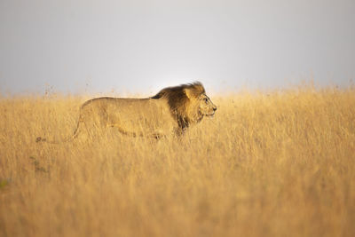 Lioness standing on field against clear sky