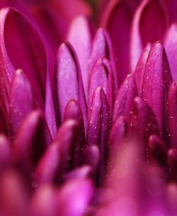 Close-up of pink flower