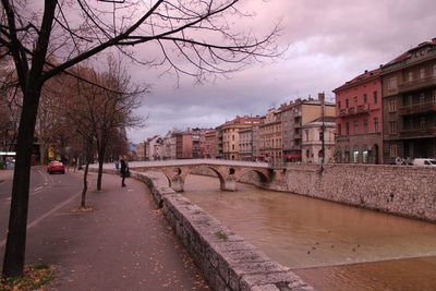 Bare trees along buildings in city