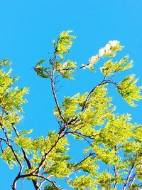 Low angle view of flower tree against blue sky