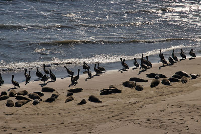 Flock of birds on beach