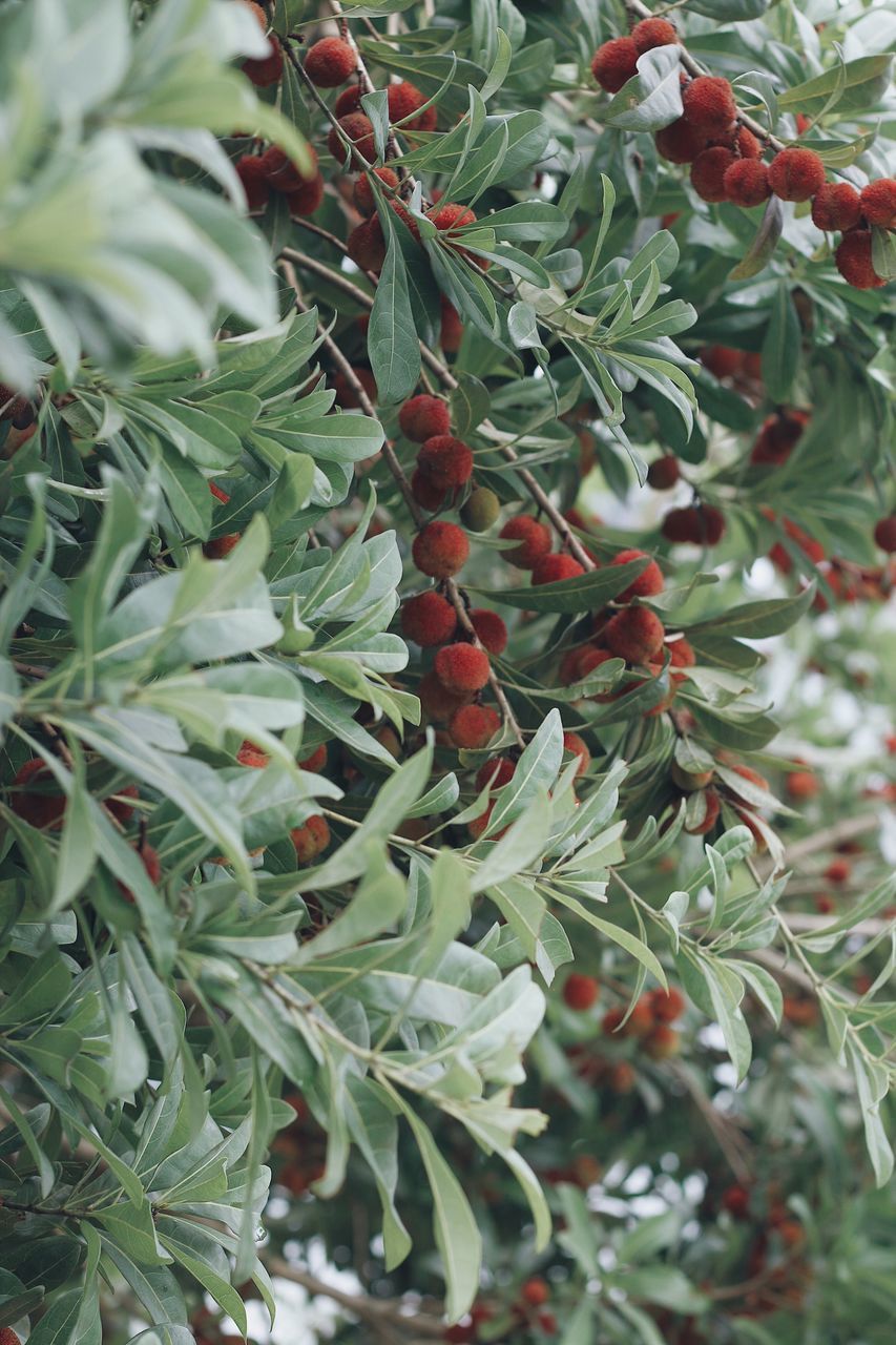 CLOSE-UP OF FRUITS ON TREE