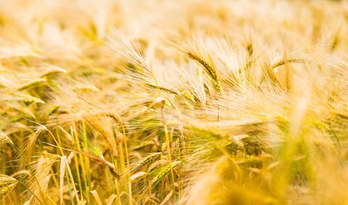 Close-up of wheat field