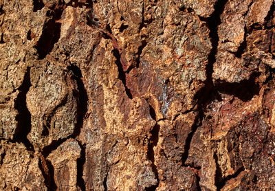 Full frame shot of tree trunk rock
