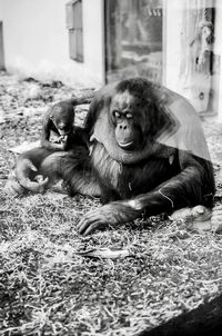 monkey