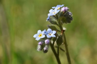 Close-up of purple flowering plant